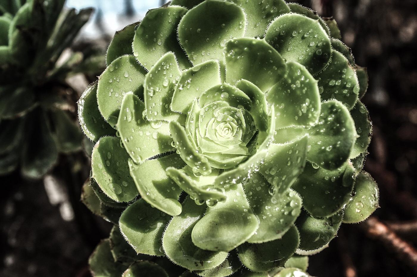 Crecimiento: Detalle vegetal.