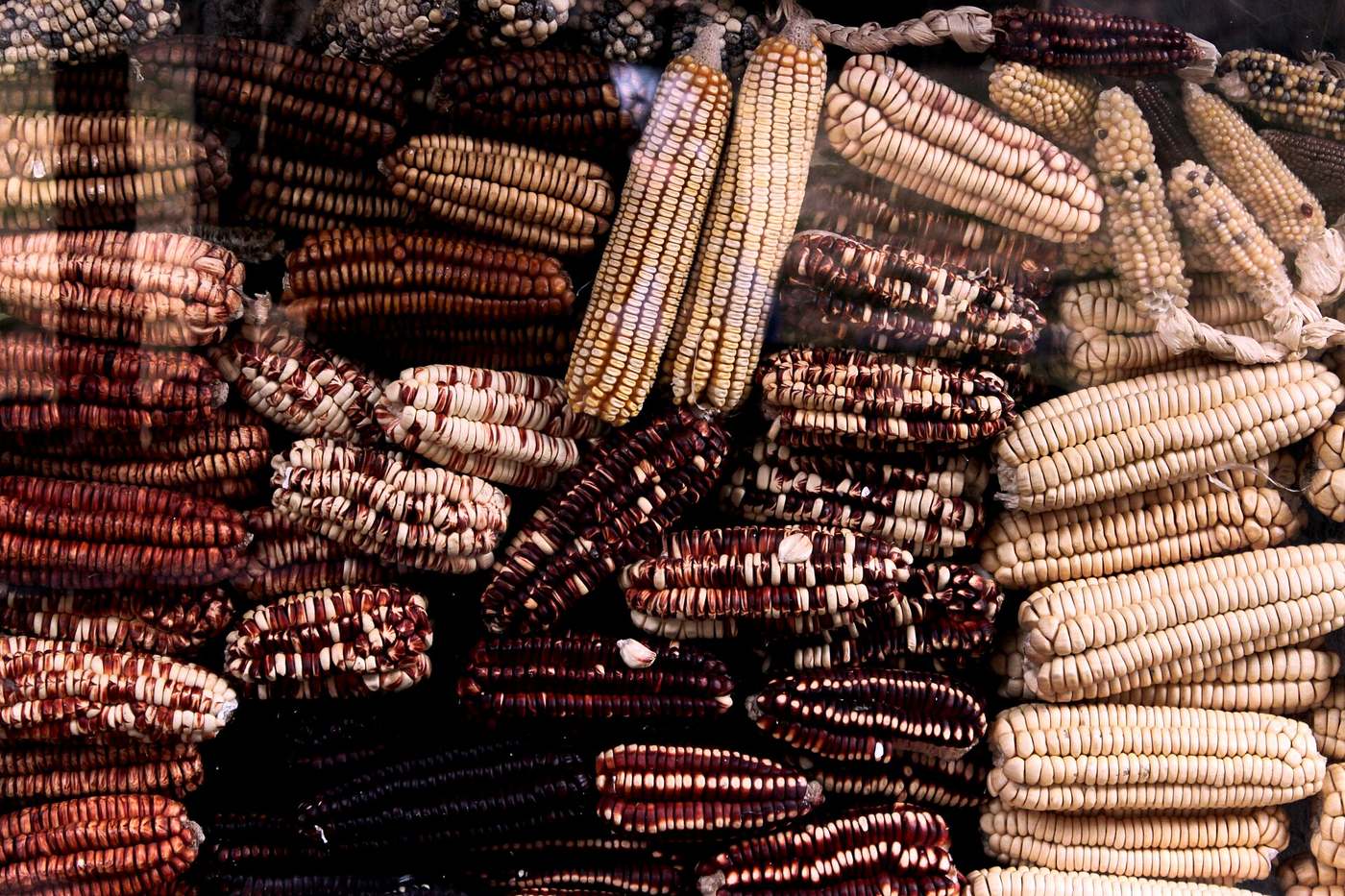 Diversidad: Maíces nativos del valle de Urubamba, Cusco.